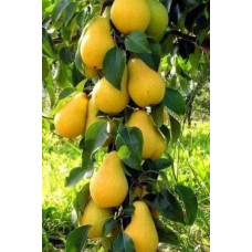 Груша колоновидна Медова | Pyrus columnar Medova | Груша колоновидная Медовая