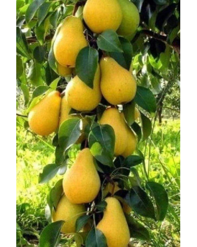 Груша колоновидна Медова | Pyrus columnar Medova | Груша колоновидная Медовая