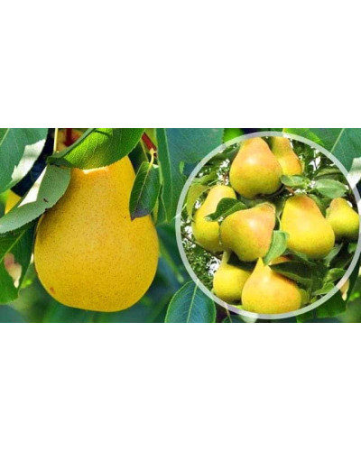 Груша колоновидна Медова | Pyrus columnar Medova | Груша колоновидная Медовая