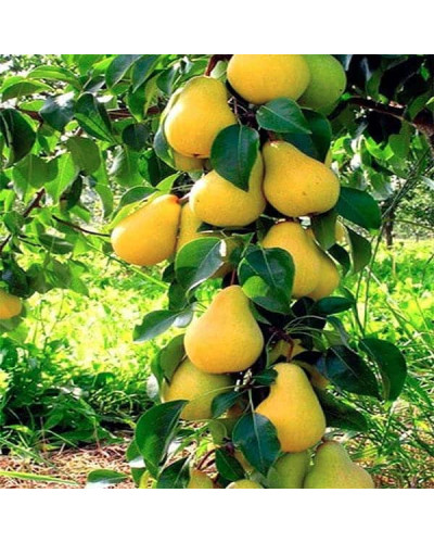 Груша колоновидна Медова | Pyrus columnar Medova | Груша колоновидная Медовая