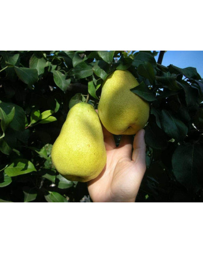 Груша колоновидна Медова | Pyrus columnar Medova | Груша колоновидная Медовая