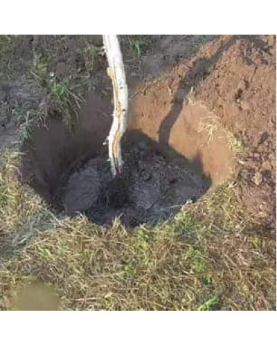 Груша колоновидна Медова | Pyrus columnar Medova | Груша колоновидная Медовая