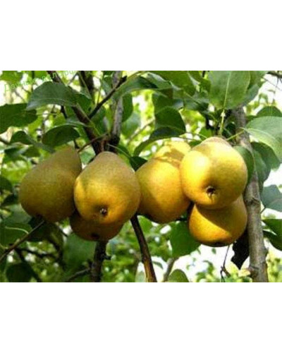 Груша колоновидна Медова | Pyrus columnar Medova | Груша колоновидная Медовая