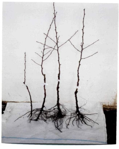 Груша колоновидна Медова | Pyrus columnar Medova | Груша колоновидная Медовая