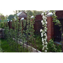 Груша колоновидна Медова | Pyrus columnar Medova | Груша колоновидная Медовая