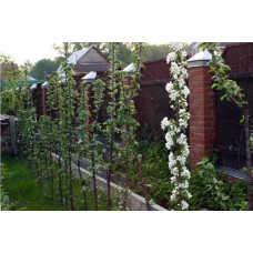 Груша колоновидна Медова | Pyrus columnar Medova | Груша колоновидная Медовая
