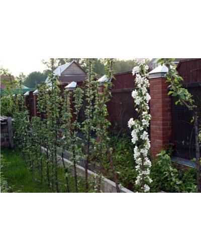 Груша колоновидна Медова | Pyrus columnar Medova | Груша колоновидная Медовая