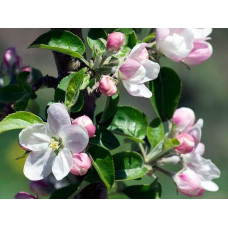 Груша колоновидна Медова | Pyrus columnar Medova | Груша колоновидная Медовая