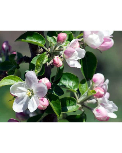 Груша колоновидна Медова | Pyrus columnar Medova | Груша колоновидная Медовая