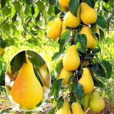 Груша колоновидна Медова | Pyrus columnar Medova | Груша колоновидная Медовая