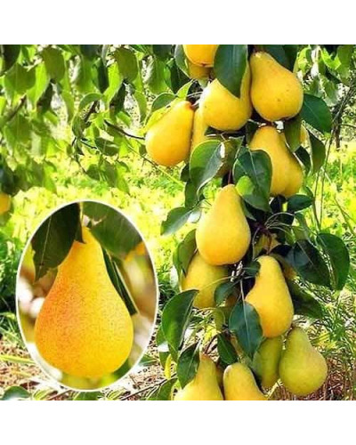 Груша колоновидна Медова | Pyrus columnar Medova | Груша колоновидная Медовая