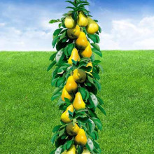 Груша колоновидна Медова | Pyrus columnar Medova | Груша колоновидная Медовая