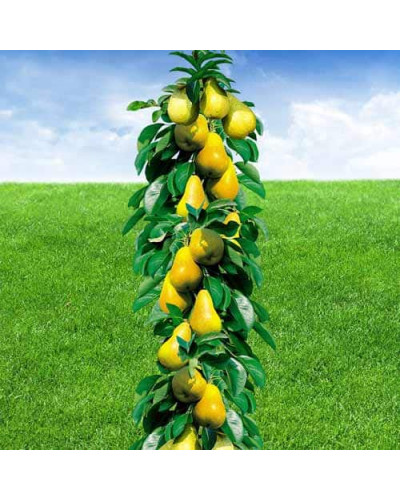 Груша колоновидна Медова | Pyrus columnar Medova | Груша колоновидная Медовая