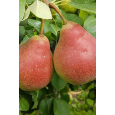 Груша звичайна Улюблениця Клаппа |  Pyrus communis Clapp’s Favourite | Груша обыкновенная Любимица Клаппа