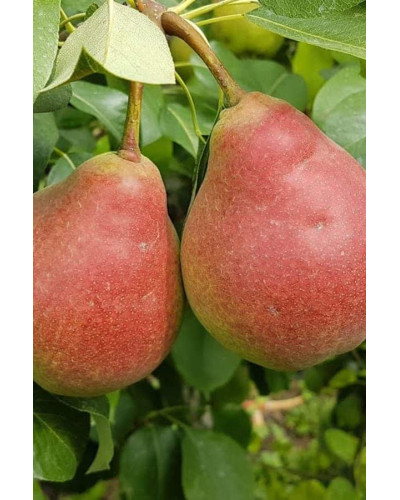 Груша звичайна Улюблениця Клаппа | Pyrus communis Clapp’s Favourite | Груша обыкновенная Любимица Клаппа