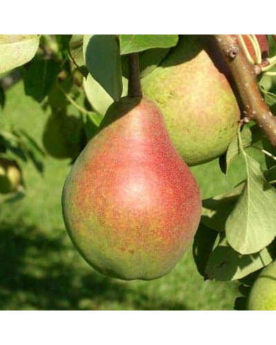 Груша звичайна Улюблениця Клаппа | Pyrus communis Clapp’s Favourite | Груша обыкновенная Любимица Клаппа
