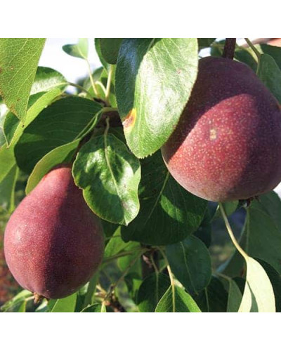 Груша звичайна Улюблениця Клаппа | Pyrus communis Clapp’s Favourite | Груша обыкновенная Любимица Клаппа