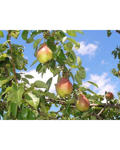 Груша звичайна Улюблениця Клаппа | Pyrus communis Clapp’s Favourite | Груша обыкновенная Любимица Клаппа