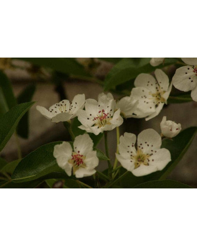 Груша звичайна Улюблениця Клаппа | Pyrus communis Clapp’s Favourite | Груша обыкновенная Любимица Клаппа