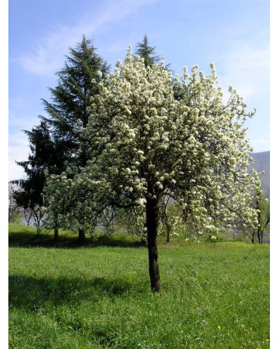 Груша звичайна Улюблениця Клаппа | Pyrus communis Clapp’s Favourite | Груша обыкновенная Любимица Клаппа