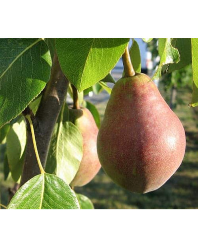 Груша звичайна Улюблениця Клаппа | Pyrus communis Clapp’s Favourite | Груша обыкновенная Любимица Клаппа