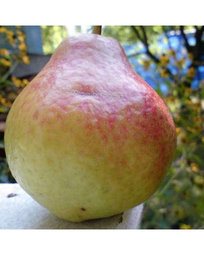 Груша звичайна Улюблениця Клаппа | Pyrus communis Clapp’s Favourite | Груша обыкновенная Любимица Клаппа