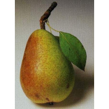 Груша звичайна Улюблениця Клаппа |  Pyrus communis Clapp’s Favourite | Груша обыкновенная Любимица Клаппа