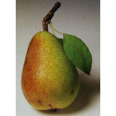 Груша звичайна Улюблениця Клаппа |  Pyrus communis Clapp’s Favourite | Груша обыкновенная Любимица Клаппа