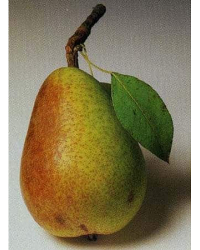 Груша звичайна Улюблениця Клаппа | Pyrus communis Clapp’s Favourite | Груша обыкновенная Любимица Клаппа