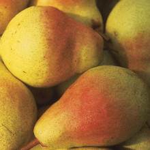 Груша звичайна Улюблениця Клаппа |  Pyrus communis Clapp’s Favourite | Груша обыкновенная Любимица Клаппа