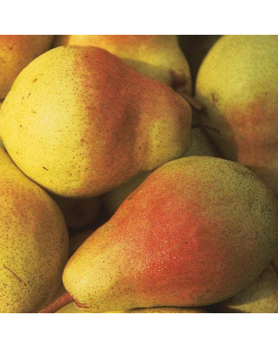 Груша звичайна Улюблениця Клаппа | Pyrus communis Clapp’s Favourite | Груша обыкновенная Любимица Клаппа