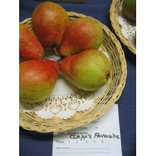 Груша звичайна Улюблениця Клаппа |  Pyrus communis Clapp’s Favourite | Груша обыкновенная Любимица Клаппа