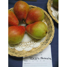 Груша звичайна Улюблениця Клаппа |  Pyrus communis Clapp’s Favourite | Груша обыкновенная Любимица Клаппа