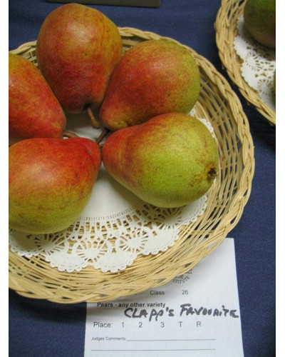 Груша звичайна Улюблениця Клаппа | Pyrus communis Clapp’s Favourite | Груша обыкновенная Любимица Клаппа
