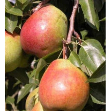 Груша звичайна Улюблениця Клаппа |  Pyrus communis Clapp’s Favourite | Груша обыкновенная Любимица Клаппа