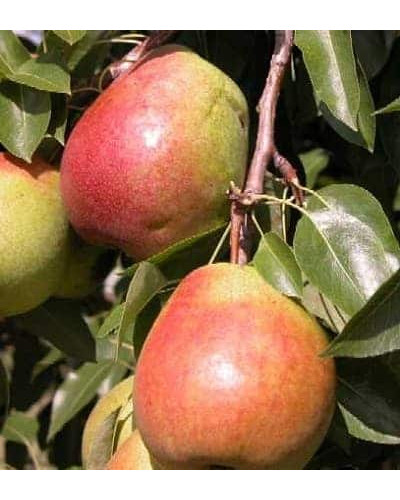 Груша звичайна Улюблениця Клаппа | Pyrus communis Clapp’s Favourite | Груша обыкновенная Любимица Клаппа