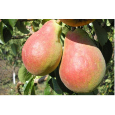 Груша звичайна Улюблениця Клаппа |  Pyrus communis Clapp’s Favourite | Груша обыкновенная Любимица Клаппа