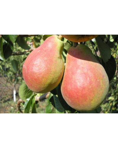 Груша звичайна Улюблениця Клаппа | Pyrus communis Clapp’s Favourite | Груша обыкновенная Любимица Клаппа