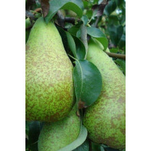 Груша звичайна Парижанка зимова | Груша обыкновенная Парижанка зимняя | Pyrus communis Paryzhanka
