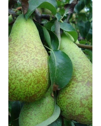 Груша звичайна Парижанка зимова | Груша обыкновенная Парижанка зимняя | Pyrus communis Paryzhanka
