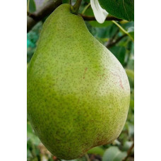 Груша звичайна Листопадова | Pyrus communis Noyabrskaya | Груша обыкновенная Ноябрьская