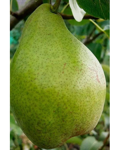 Груша звичайна Листопадова | Pyrus communis Noyabrskaya | Груша обыкновенная Ноябрьская