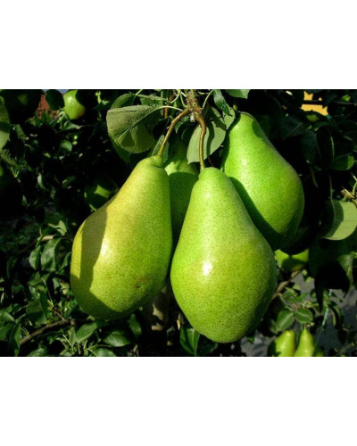 Груша звичайна Листопадова | Pyrus communis Noyabrskaya | Груша обыкновенная Ноябрьская