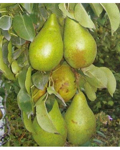 Груша звичайна Листопадова | Pyrus communis Noyabrskaya | Груша обыкновенная Ноябрьская