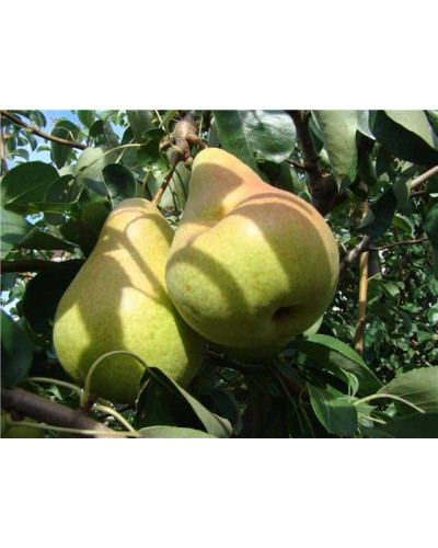 Груша звичайна Листопадова | Pyrus communis Noyabrskaya | Груша обыкновенная Ноябрьская
