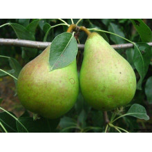 Груша звичайна Листопадова | Pyrus communis Noyabrskaya | Груша обыкновенная Ноябрьская
