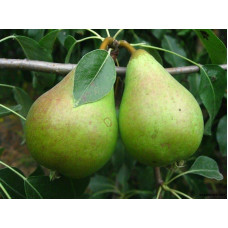 Груша звичайна Листопадова | Pyrus communis Noyabrskaya | Груша обыкновенная Ноябрьская