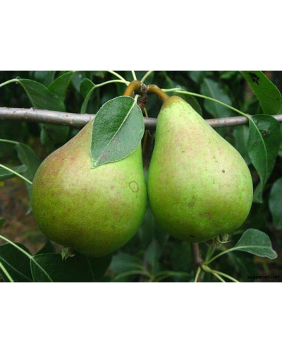 Груша звичайна Листопадова | Pyrus communis Noyabrskaya | Груша обыкновенная Ноябрьская