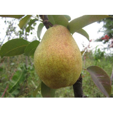 Груша звичайна Листопадова | Pyrus communis Noyabrskaya | Груша обыкновенная Ноябрьская