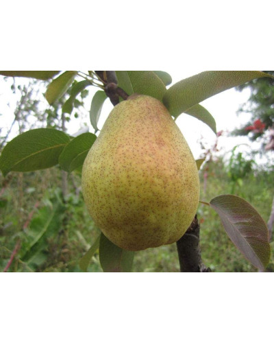 Груша звичайна Листопадова | Pyrus communis Noyabrskaya | Груша обыкновенная Ноябрьская
